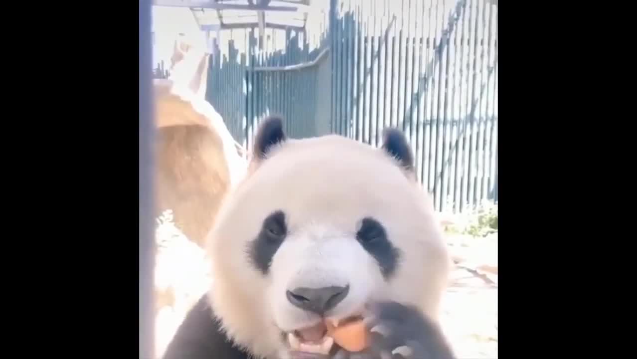 Funny & Cute Pandas - Compilation 1