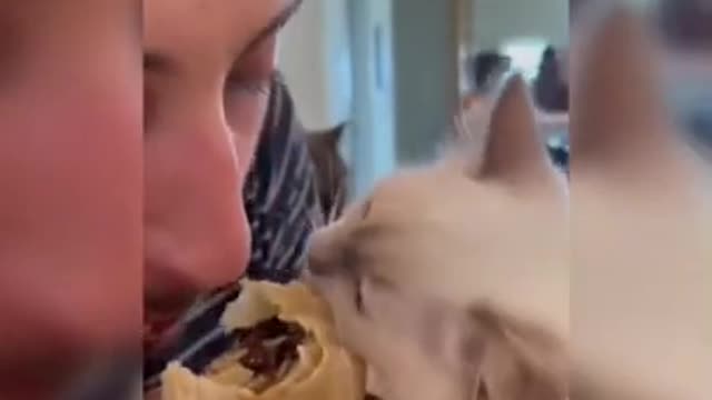 Try not to laugh funny animals 😹 #shorts