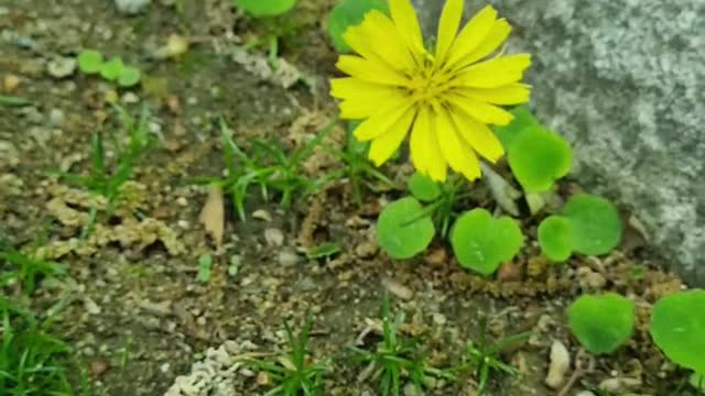 Bright wild flowers