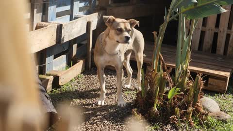 Dog in a shelter animal #shorts