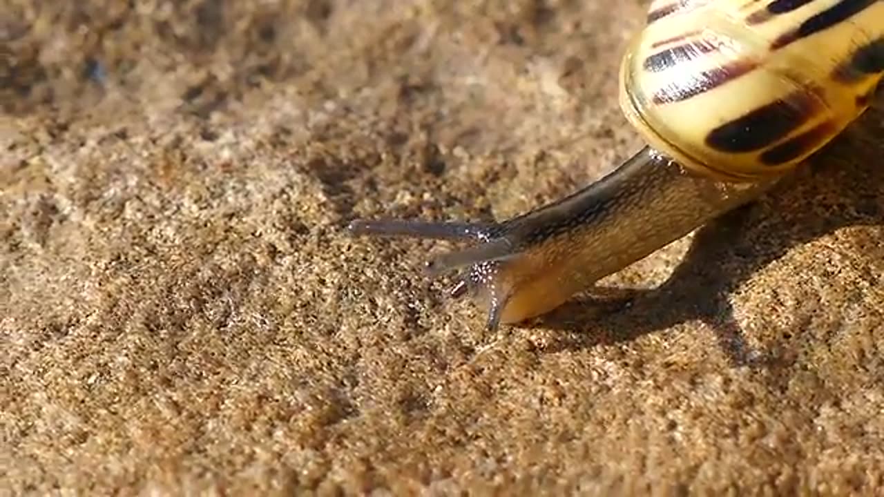 Wild insects