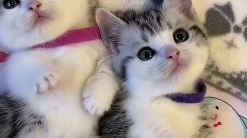 CUTE & FUNNY BABY CAT video