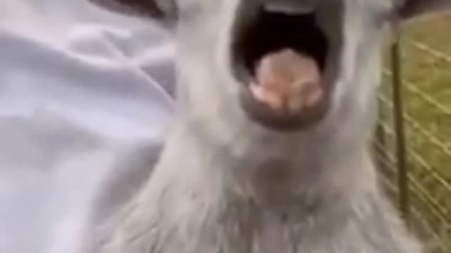 Wee--funny animals👌