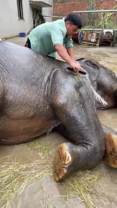 This silverback is enjoying his pepper! #silverback #gorilla #asmr #mukbang #eating #food