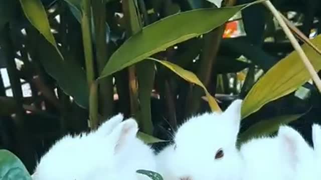 Cute white rabbits video | cute pets video #shorts #cuteanimals