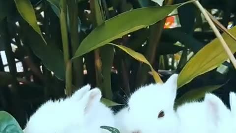 Cute white rabbits video | cute pets video #shorts #cuteanimals