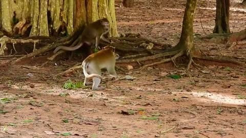 Too Much Strong, She Like Much