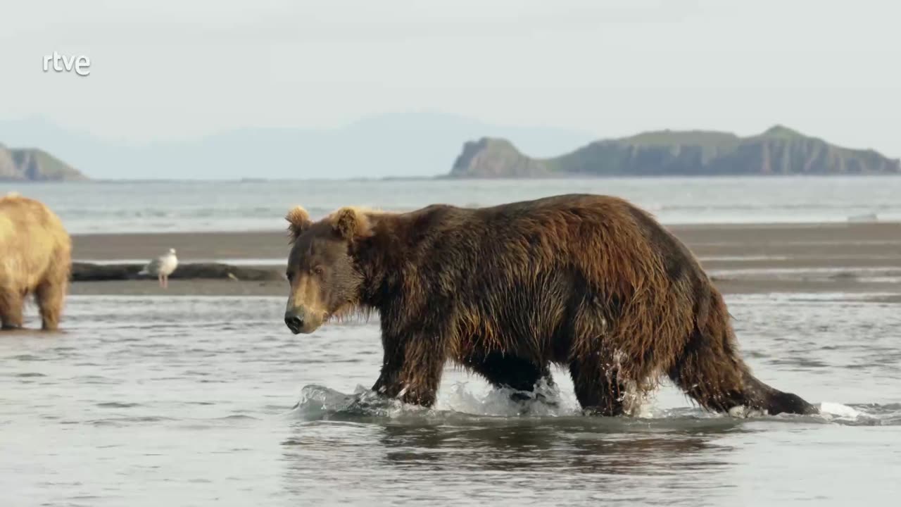 Los osos gigantes de Alaska