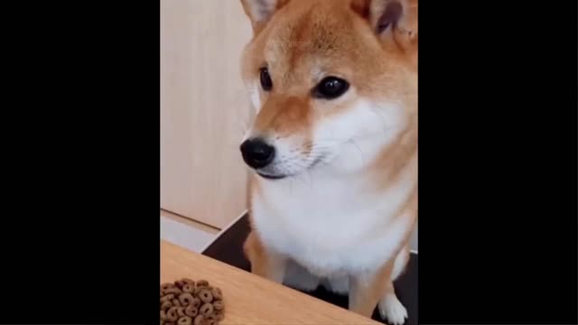 Very Cute and Funny animals