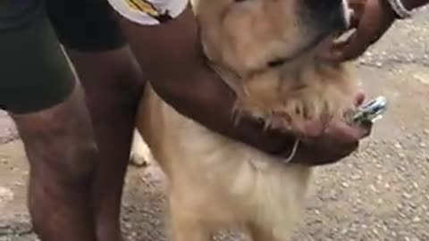 Dogs