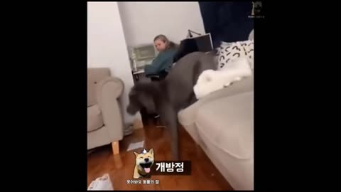 Funniest Cats And Dogs Videos (18)