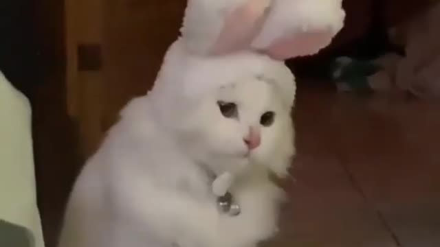 Lolo dancy-dance! 🐰 🐱 🐰