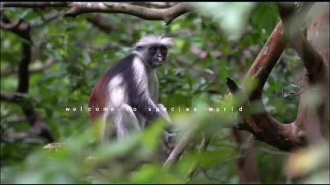 The Zanzibar Red Colobus (Piliocolobus kirkii) also known as “kima punju