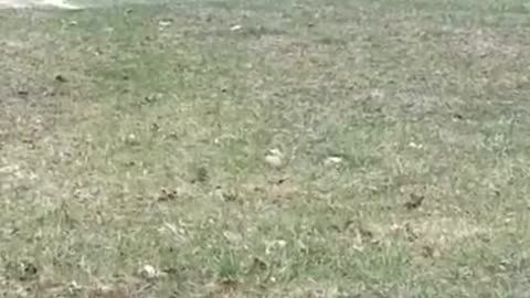 Amanda Grace Talks... Feeding young Vulchers at Noah's Ark Animal Sanctuary!!