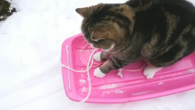 cute cat skiing