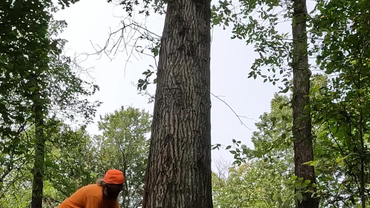 Working on some good size pin oaks #Yeahboy