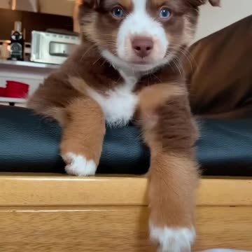 What having a puppy is like