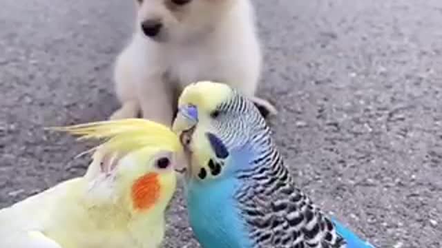 Two parrot flaming in front of a dog