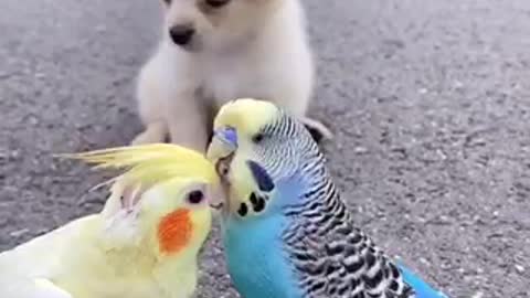 Two parrot flaming in front of a dog