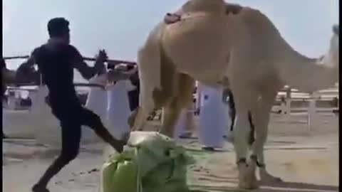 He try to jump on camel but camel kick him