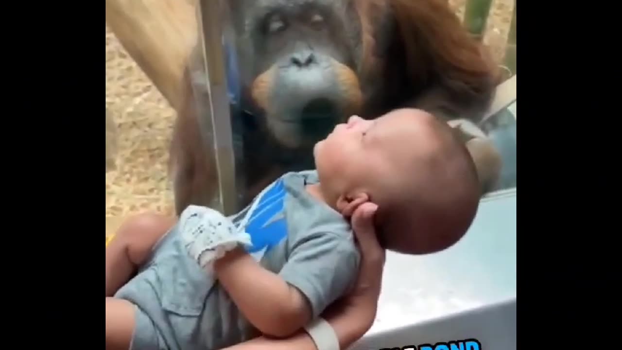 Orangutan Want To Give Kiss To A Human Baby