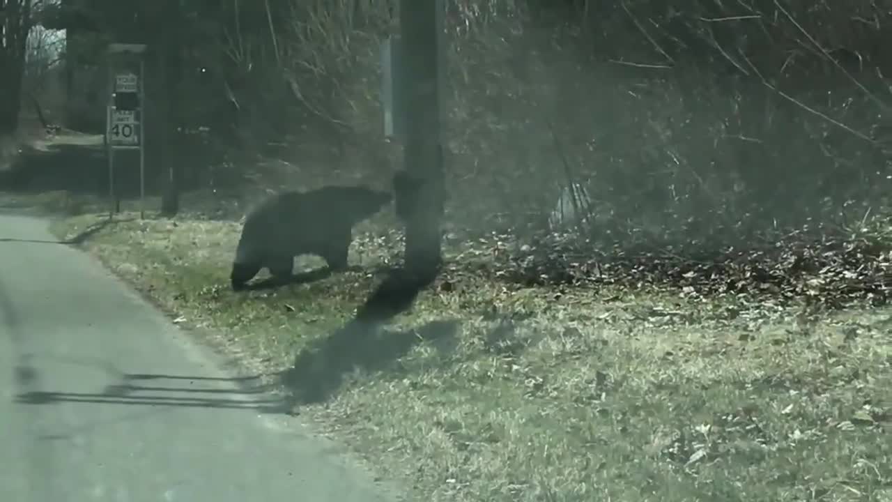 Bear Cubs Acting Up During Pandemic!