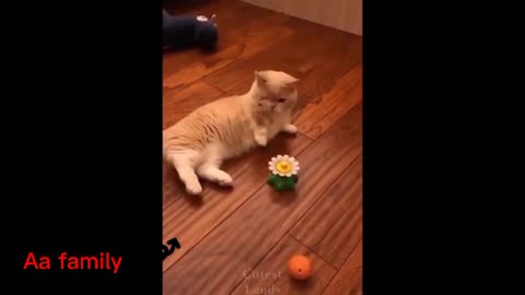 Cat is playing with his toy 🐈️😀