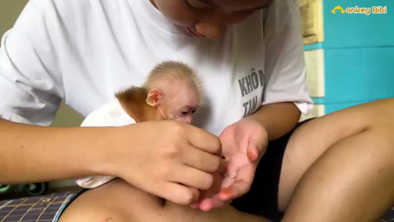 Bibi_is_jealous_of_Mom_s_affection_for_the_baby_monkey!(360p)