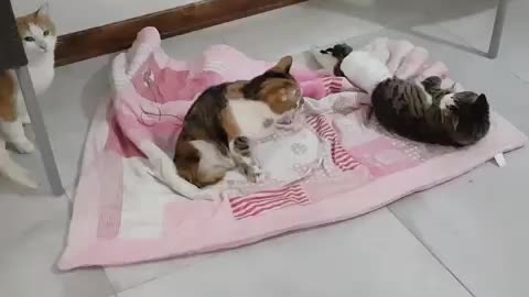 Cute and Funny Cat Videos