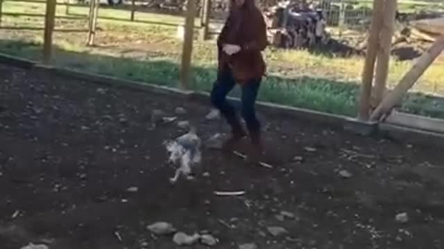 She get chased by a chicken