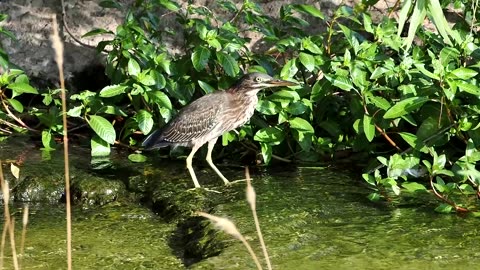 Green Heron