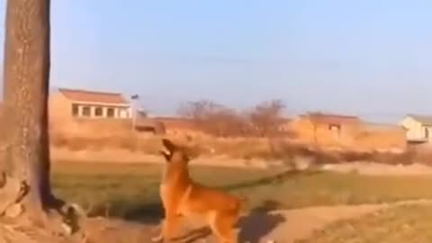 cute and funny animal