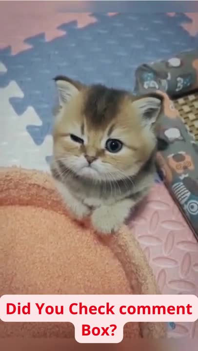 SOO CUTE - CUTE KITTY ! _ Cat Training 2022 #usa #108 #shorts