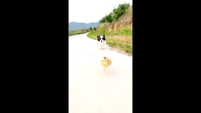 Cute baby dog and cute baby hen talking funny video