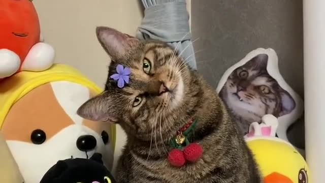 Cute cats
