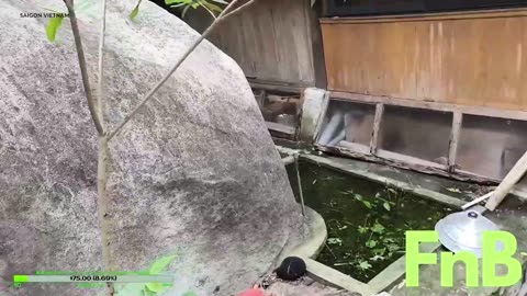 fatty demon pig - 2024 - July 13th part 002