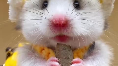 The hamster used to love it