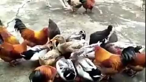 Chicken and Dogs are True enemies