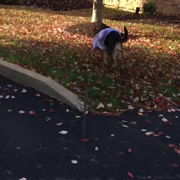 Dork with unicorn outfit.