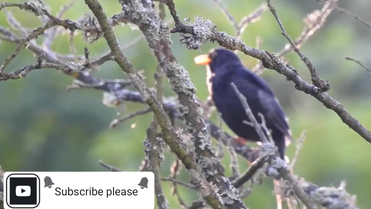 Black bird singing