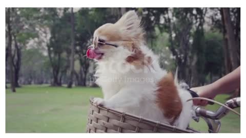 Happy Chihuahua dog with sunglasses on bicycle basket