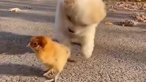 Funny Animal Cute Cute