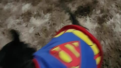 Super Dog Mily