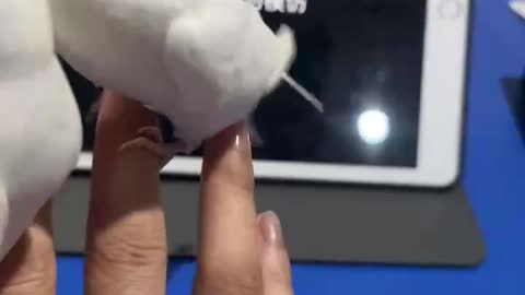 cute parrot