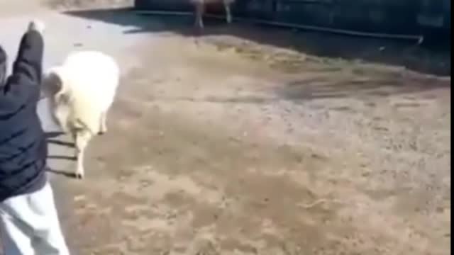 Lamb plays football