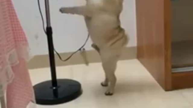 Fanniy dogs dance videos compilation
