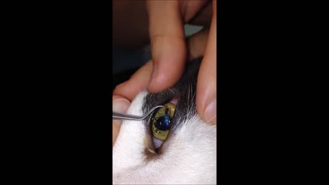 Cats eye foreign body removal clyde ver group