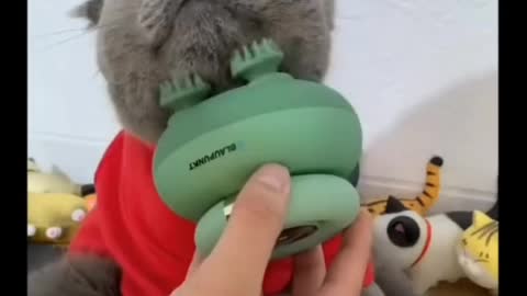 bottle feeding cat