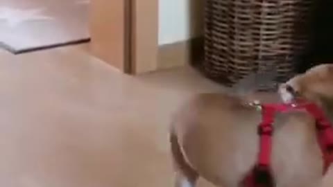 Funny dog creating amazing fun