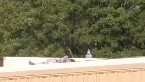 BREAKING: Footage emerges of Trump shooter dead on a rooftop. Here it is
